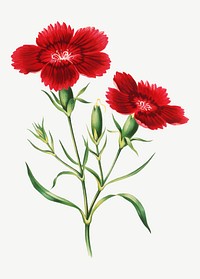 Vintage red flower illustration vector, remix from artworks by Currier & Ives
