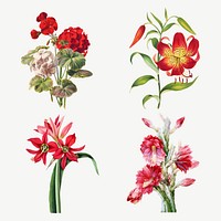 Vintage flower botanical illustration vector set