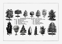 Vintage ornamental tree drawing. Digitally enhanced from our own original copy of The Open Door to Independence (1915) by Thomas E. Hill. 