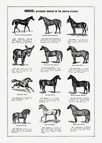 Vintage horse drawing. Digitally enhanced from our own original copy of The Open Door to Independence (1915) by Thomas E. Hill. 