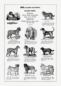 Dog breeds poster. Digitally enhanced from our own original copy of The Open Door to Independence (1915) by Thomas E. Hill. 