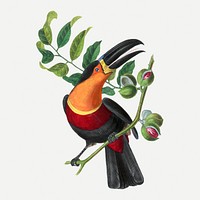Channel billed toucan bird illustration, vintage aesthetic painting psd