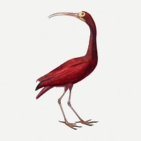 Scarlet ibis bird illustration, vintage aesthetic painting psd