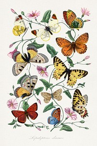 Butterfly & moth painting.  Digitally enhanced from our own 1842 edition of Le Jardin Des Plantes by Paul Gervais.