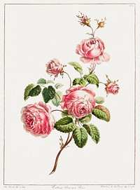 A Collection of Flowers Drawn after Nature - Cabbage Provence Rose (1801) by John Edwards. Original from The Cleveland Museum of Art. Digitally enhanced by rawpixel.