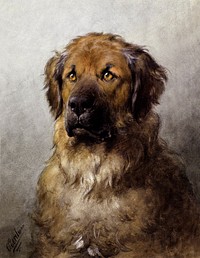 Head of a Leonberger (c.1880&ndash;c.1892) drawing in high resolution by Otto Eerelman. Original from The Rijksmuseum. Digitally enhanced by rawpixel.