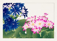 Vintage cineraria flower, ukiyo e artwork.  Digitally enhanced from our own 1917 edition of Seiyô SÔKA ZUFU by Tanigami Kônan.