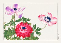 Poppy flower woodblock painting.  Digitally enhanced from our own 1917 edition of Seiyô SÔKA ZUFU by Tanigami Kônan.