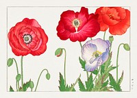 Vintage poppy flower, ukiyo e artwork.  Digitally enhanced from our own 1917 edition of Seiyô SÔKA ZUFU by Tanigami Kônan.