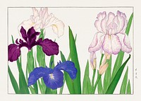Iris flower woodblock painting.  Digitally enhanced from our own 1917 edition of Seiyô SÔKA ZUFU by Tanigami Kônan.