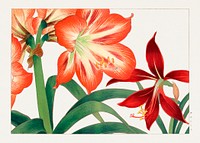 Vintage amaryllis flower, ukiyo e artwork.  Digitally enhanced from our own 1917 edition of Seiyô SÔKA ZUFU by Tanigami Kônan.