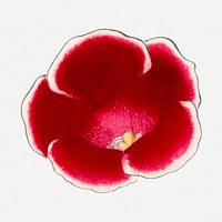 Gloxinia flower illustration, vintage Japanese art psd