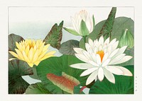 Nymphaea lotus, Japanese woodblock art.  Digitally enhanced from our own 1917 edition of Seiyô SÔKA ZUFU by Tanigami Kônan.