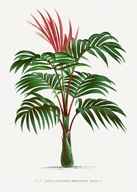 Vintage palm tree illustration. Digitally enhanced from our own original copy of Les Palmiers Histoire Iconographique (1878), illustrated by Oswald de Kerchove de Denterghem 