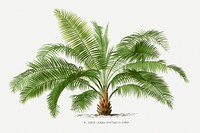 Vintage palm tree illustration. Digitally enhanced from our own original copy of Les Palmiers Histoire Iconographique (1878), illustrated by Oswald de Kerchove de Denterghem 