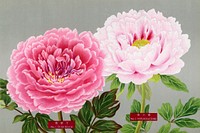 Pink peonies, vintage flower print from The Picture Book of Peonies by the Niigata Prefecture, Japan. Digitally enhanced from our own original 1939 edition of the woodblock prints folio. 