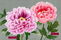 Peony blossom, pink & purple flower, vintage print from The Picture Book of Peonies by the Niigata Prefecture, Japan. Digitally enhanced from our own original 1939 edition of the woodblock prints folio. 