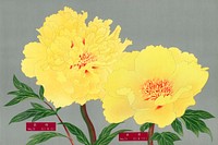 Peony blossom, yellow flower, vintage print from The Picture Book of Peonies by the Niigata Prefecture, Japan. Digitally enhanced from our own original 1939 edition of the woodblock prints folio. 