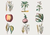 Vintage botanical vector art print set, remix from artworks by by Marcius Willson and N.A. Calkins