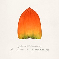 Persimmon (Diospyros) (1887) by<br />William Henry Prestele. Original from U.S. Department of Agriculture Pomological Watercolor Collection. Rare and Special Collections, National Agricultural Library. Digitally enhanced by rawpixel.
