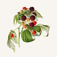 Vintage branch of purple raspberry illustration vector. Digitally enhanced illustration from U.S. Department of Agriculture Pomological Watercolor Collection. Rare and Special Collections, National Agricultural Library.