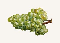 Vintage bunch of green grape illustration vector. Digitally enhanced illustration from U.S. Department of Agriculture Pomological Watercolor Collection. Rare and Special Collections, National Agricultural Library.