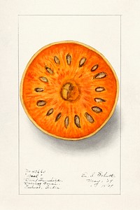 Bael (Aegle Marmelos) (1909) by Ellen Isham Schutt. Original from U.S. Department of Agriculture Pomological Watercolor Collection. Rare and Special Collections, National Agricultural Library. Digitally enhanced by rawpixel.