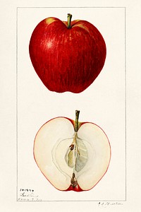 Vintage apples illustration mockup. Digitally enhanced illustration from U.S. Department of Agriculture Pomological Watercolor Collection. Rare and Special Collections, National Agricultural Library.