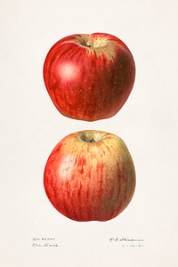 Apples (Malus Domestica)(1921) by Royal Charles Steadman. Original from U.S. Department of Agriculture Pomological Watercolor Collection. Rare and Special Collections, National Agricultural Library. Digitally enhanced by rawpixel.