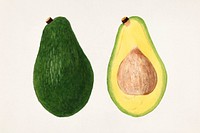 Avocados (Persea) (1937) by anonymous. Original from U.S. Department of Agriculture Pomological Watercolor Collection. Rare and Special Collections, National Agricultural Library. Digitally enhanced by rawpixel.