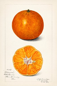 Orange (Citrus Sinensis) (1916) by Amanda Almira Newton. Original from U.S. Department of Agriculture Pomological Watercolor Collection. Rare and Special Collections, National Agricultural Library. Digitally enhanced by rawpixel.