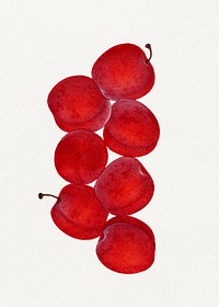 Vintage plums illustration. Digitally enhanced illustration from U.S. Department of Agriculture Pomological Watercolor Collection. Rare and Special Collections, National Agricultural Library.