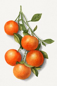 Vintage oranges illustration. Digitally enhanced illustration from U.S. Department of Agriculture Pomological Watercolor Collection. Rare and Special Collections, National Agricultural Library.