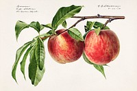Peaches (Prunus Persica) (1919) by Royal Charles Steadman. Original from U.S. Department of Agriculture Pomological Watercolor Collection. Rare and Special Collections, National Agricultural Library. Digitally enhanced by rawpixel.