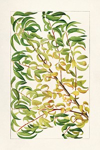 Branch of peach (Prunus Persica) (1904) by anonymous. Original from U.S. Department of Agriculture Pomological Watercolor Collection. Rare and Special Collections, National Agricultural Library. Digitally enhanced by rawpixel.