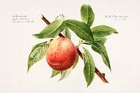 Peach bough (Prunus Persica) (1918) by Royal Charles Steadman. Original from U.S. Department of Agriculture Pomological Watercolor Collection. Rare and Special Collections, National Agricultural Library. Digitally enhanced by rawpixel.