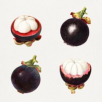 Hand drawn natural fresh mangosteen set vector