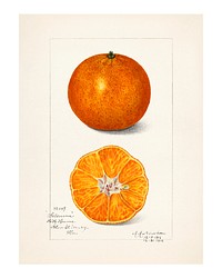 Vintage oranges print. Digitally enhanced illustration from U.S. Department of Agriculture Pomological Watercolor Collection. Rare and Special Collections, National Agricultural Library.