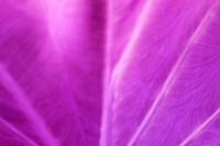 Foliage line art of purple Taro or elephant ear leaf macro photography