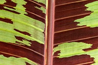 Line art pattern on dwarf cavendish banana leaves texture macro photography