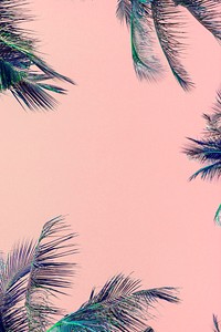 Tropical green palm leaves on pink background