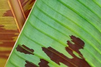 Line art pattern on dwarf cavendish banana leaves texture macro photography