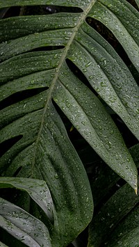 Nature iPhone wallpaper background, wet Monstera deliciosa plant leaves