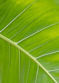 Close up of a Monstera delicosa leaf social banner