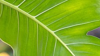 Close up of Monstera delicosa leaves wallpaper