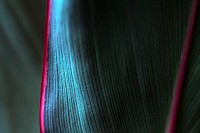 Abstract blue Ti or Cordyline leaves texture pattern macro photography