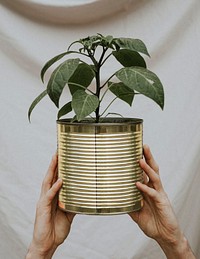 Plant in a recycled tin pot