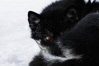 Sled dog resting in the cold snow