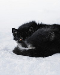 Sled dog resting in the cold snow