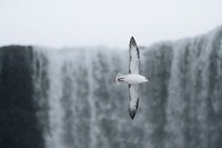 Seagull soaring over the Icelandic nature